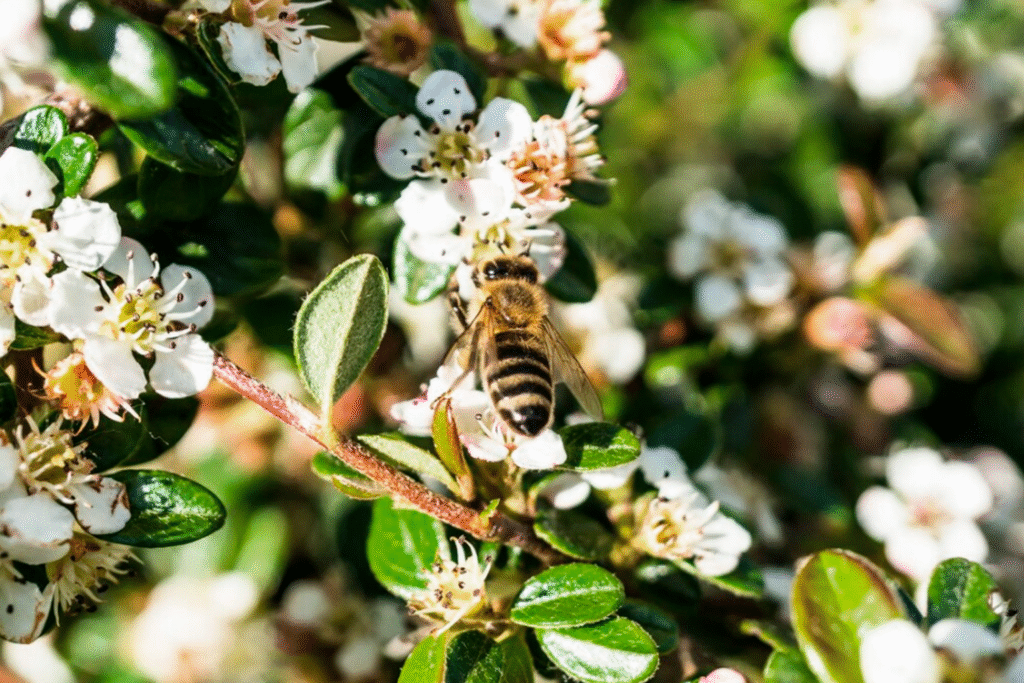 Abelhas e outros polinizadores em flores