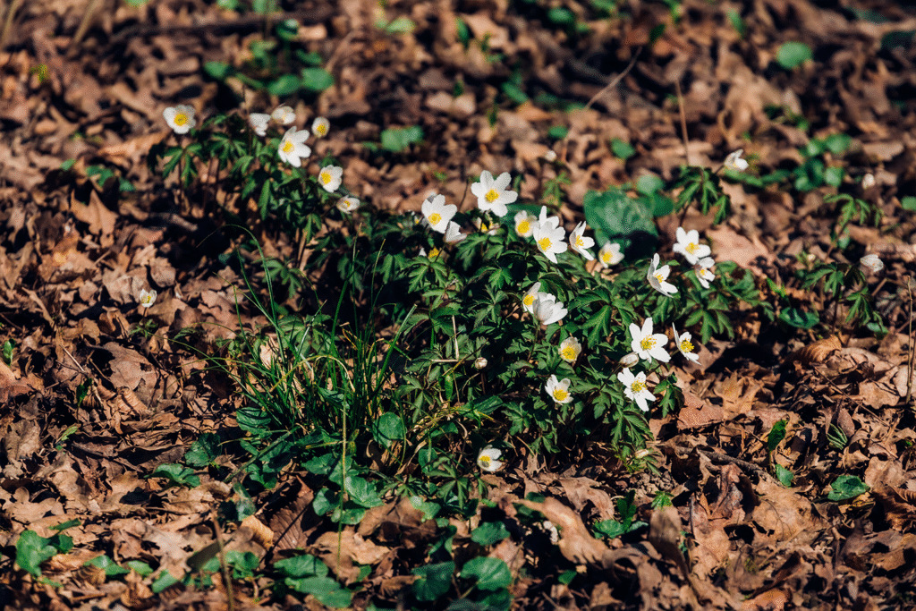 Close-up de flores silvestres brotando no campo