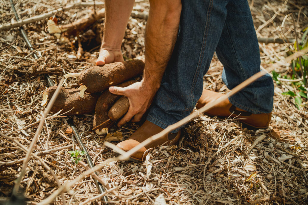 Agricultores colhendo com botinas de couro