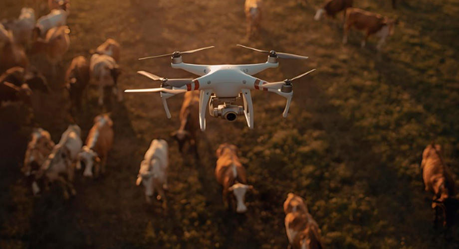 Drone sendo utilizado para monitorar o gado em uma fazenda