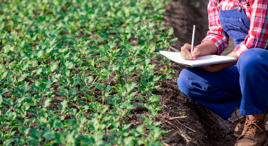 Engenheiro agrônomo analisando a qualidade do solo