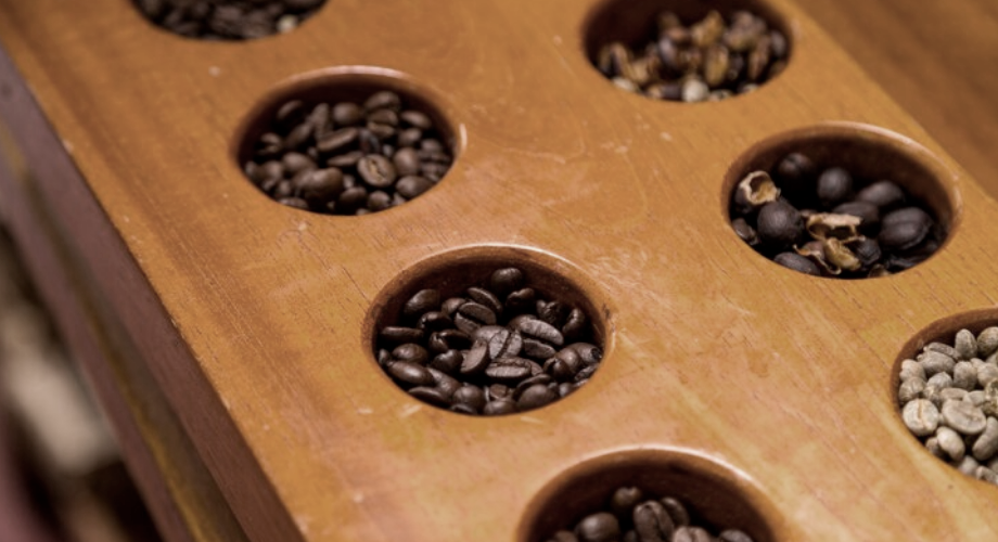 Grãos de café da Alta Mogiana em diferentes estágios de torra