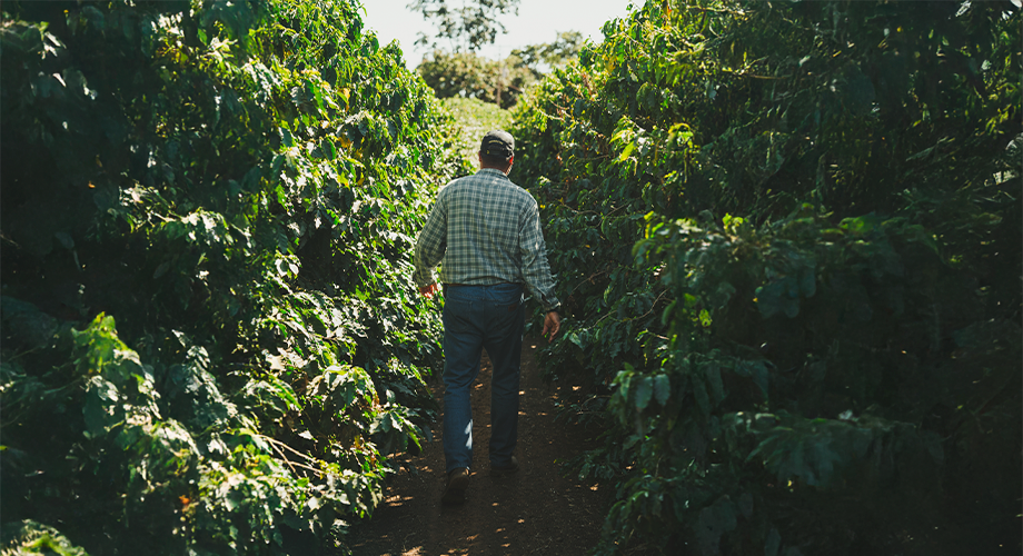 Plantações de café na região da Alta Mogiana