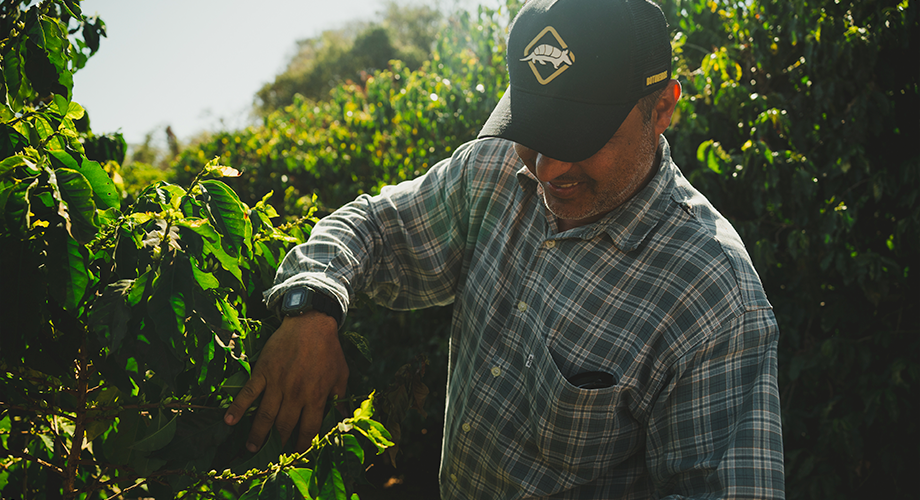 Produtor de café da Alta Mogiana colhendo os grãos