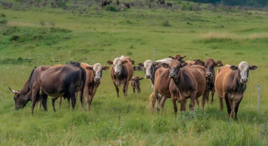 Rebanho de gado pastando em uma área de pastagem bem manejada