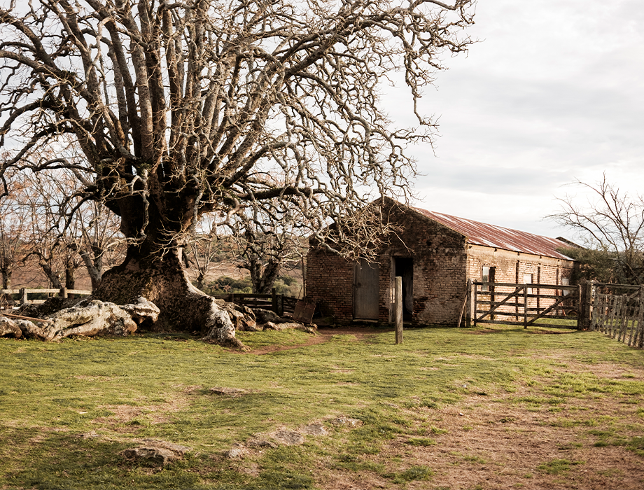 O Ritmo do campo: por que a vida rural não funciona com pressa?