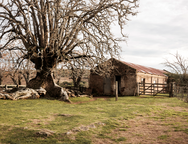 O Ritmo do campo: por que a vida rural não funciona com pressa?