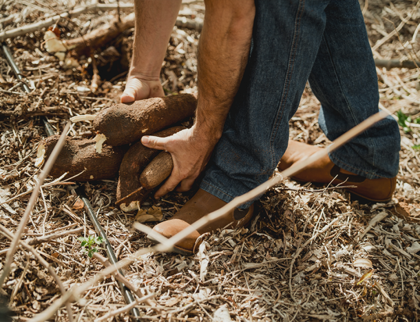 A Culinária da Fazenda: as tradicionais receitas com mandioca