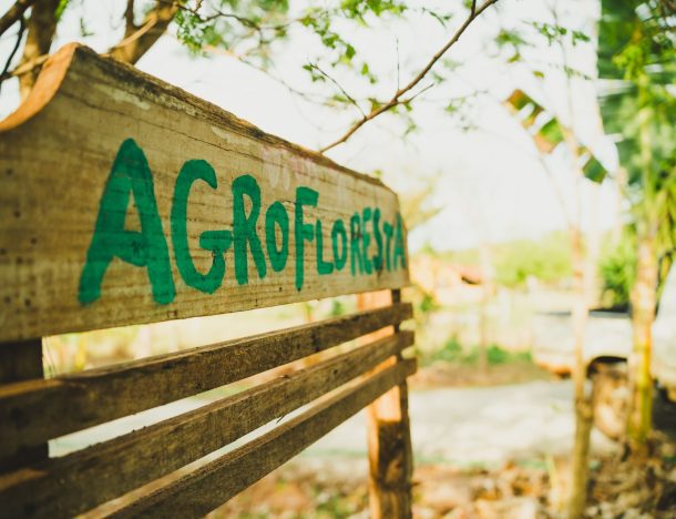 O que é Agrofloresta e Como o Sítio Santa Terra Utiliza a Técnica?