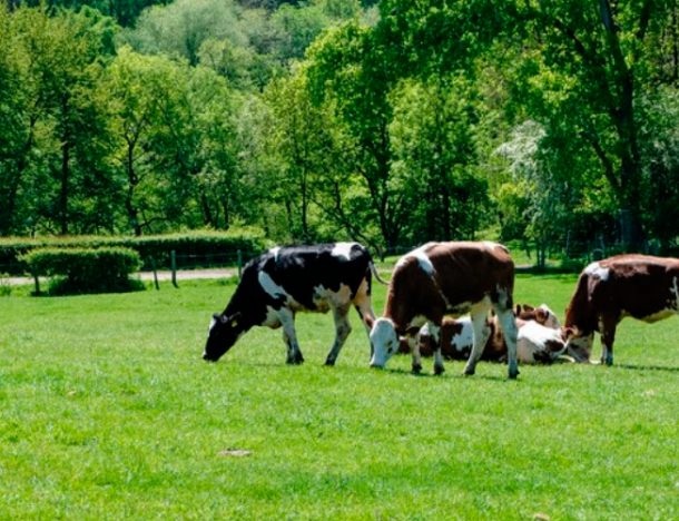 Dia Nacional da Pecuária: Uma Celebração da Tradição e da Inovação