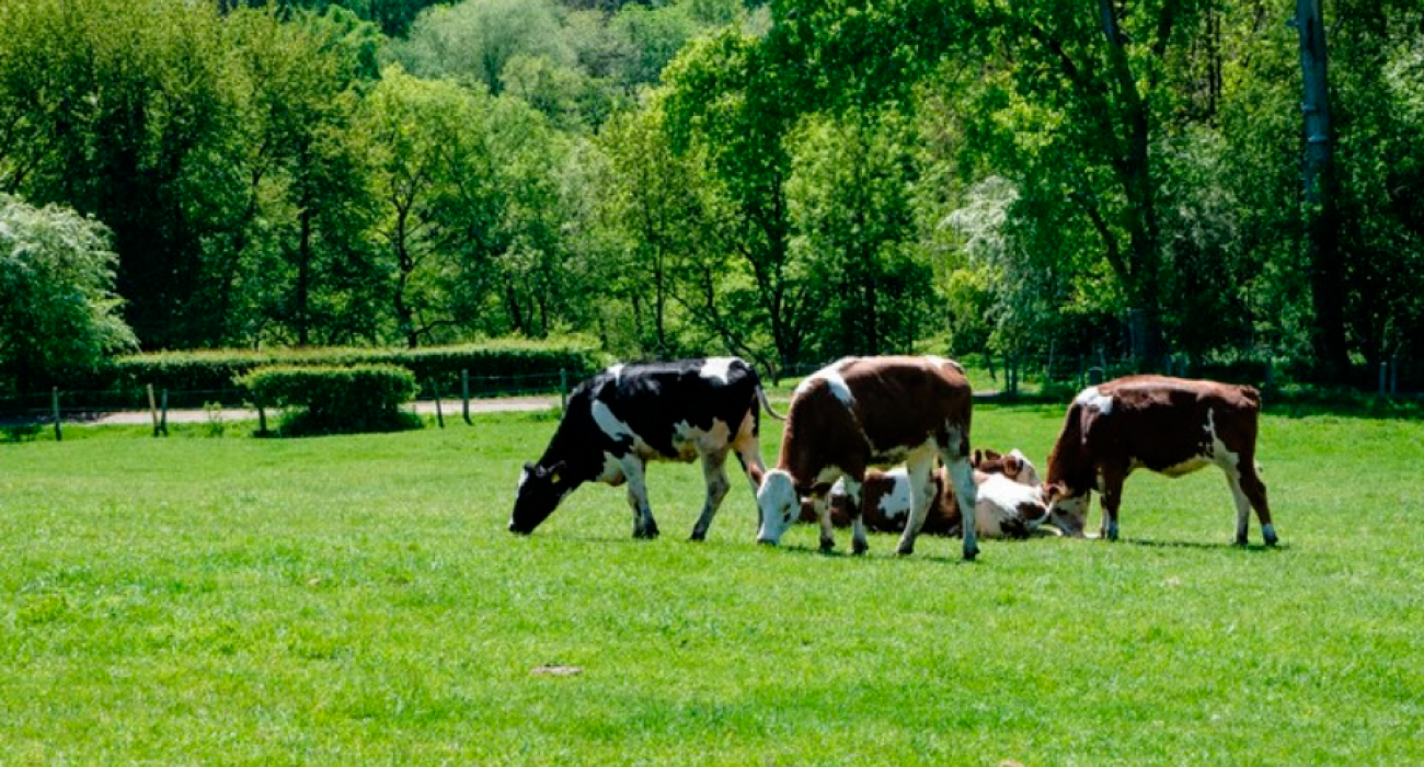 Gado saudável em um pasto bem cuidado
