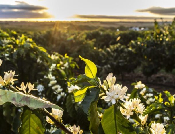Início da Primavera: O que o campo prepara para essa estação?